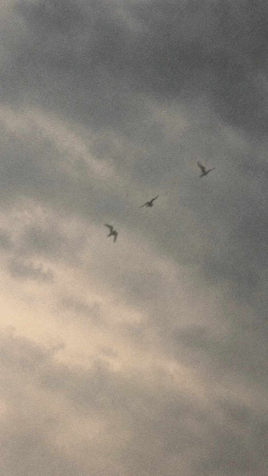 Three birds crossing a soft grey evening sky